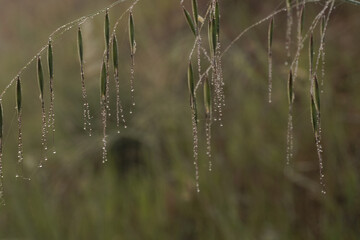 Grass with seeds covered in water drops like jewels