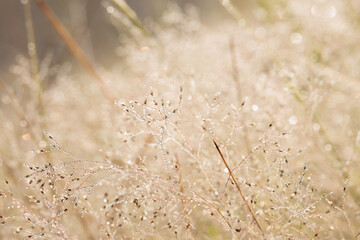 A meadow of grass in the early morning with mist on the branches. A calm relaxing scene showing the beauty of nature in its simplest form.