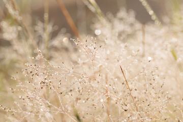A meadow of grass in the early morning with mist on the branches. A calm relaxing scene showing the beauty of nature in its simplest form.