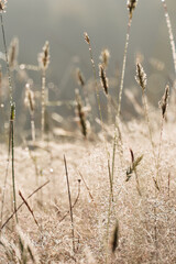 Fototapeta premium A field of tall grass with dew on the grass