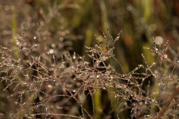 A field of golden brown grass with a few drops of water on it.