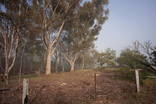 A foggy forest with trees and a fence