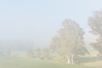 A foggy morning in a field with trees