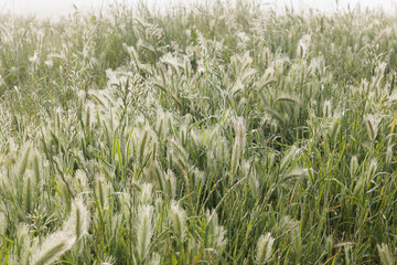 A field of tall grass with a hazy, cloudy sky in the background