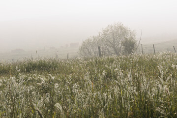 A foggy field with a tree in the middle