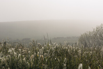 A foggy field with a tree in the middle