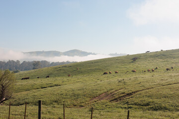 A foggy field with a tree in the middle