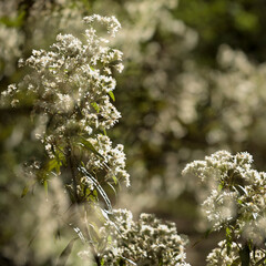 A field of white flowers with a bright sun shining on them