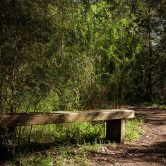 Naklejka premium A wooden bench is sitting in a forest