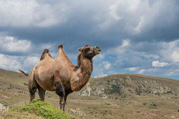Proud camel in the mountains under the clouds. Road Lagich - Pirkuli. Southern slopes of the Greater Caucasian Range. Azerbaijan nature.