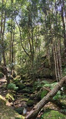 Birdwood Gully in Springwood, New South Wales Australia