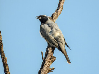 Blue-faced Honeyeater (Entomyzon cyanotis) in Australia