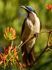 Blue-faced Honeyeater (Entomyzon cyanotis) in Australia