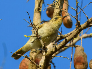 Brown Honeyeater (Lichmera indistincta) in Australia