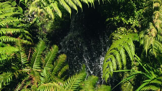 Lush green ferns frame a tranquil water stream, as the camera smoothly pans to reveal the serene flow of water amidst vibrant foliage and natural beauty