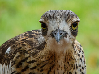 Bush Thick-knee (Burhinus grallarius) in Australia