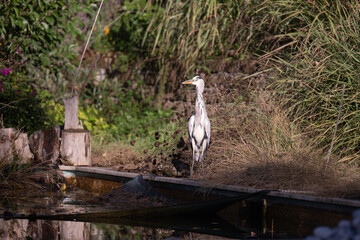 A Heron fishing in a natural pool
