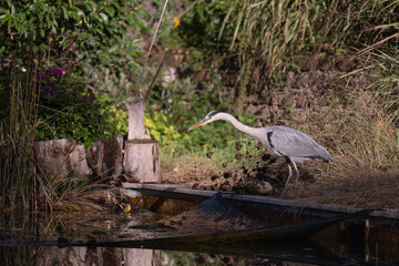 A Heron fishing in a natural pool