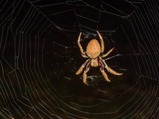 Garden Orb Weaver (Hortophora transmarina) in Australia