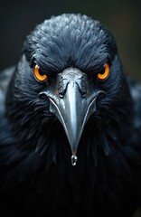 Fototapeta premium Close portrait of a black crow with bright orange eyes. Bird has wet beak. Dark, blurred background complements the sharp details. Photo presents impressive detail.