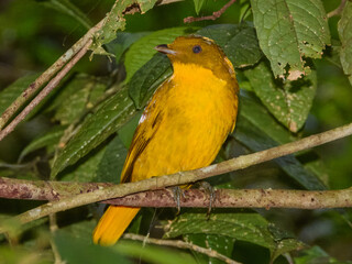 Golden Bowerbird (Amblyornis newtoniana) in Australia