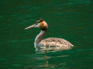 Great Crested Grebe (Podiceps cristatus) in Australia