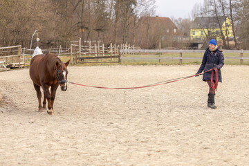 Horse lunging training in winter outdoor arena with woman guiding chestnut Arab-Lewitzer mix on long line