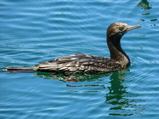 Fototapeta premium Little Black Cormorant (Phalacrocorax sulcirostris) in Australia