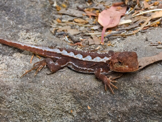 Mountain Dragon (Rankinia diemensis) in Australia