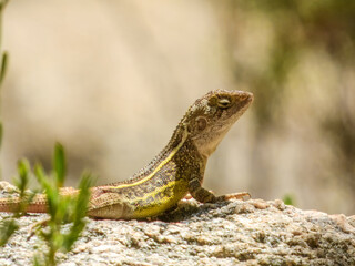 Nobbi Dragon (Diporiphora nobbi) in Australia