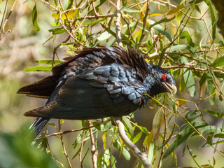 Pacific Koel (Eudynamys scolopacea) in Australia