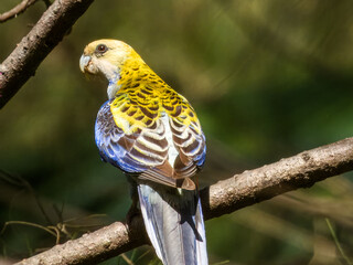 Pale-headed Rosella (Platycercus adscitus) in Australia