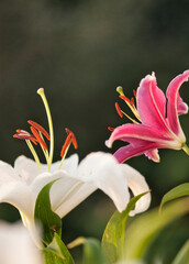 Pristine White Oriental Lilies Casablanca and Stargazer in Bloom in Summer Garden