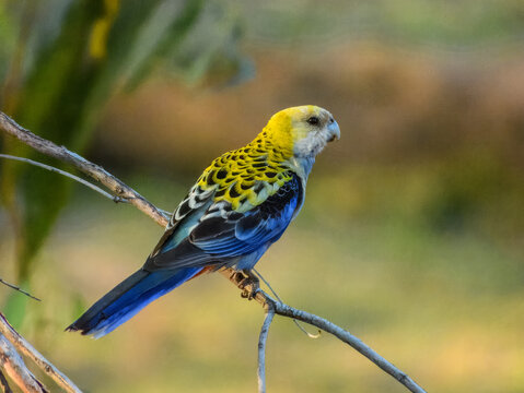Pale-headed Rosella (Platycercus adscitus) in Australia