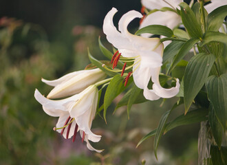 Pristine White Oriental Lily Casablanca in Bloom in Summer Garden. Two nodding flowers and opening bud