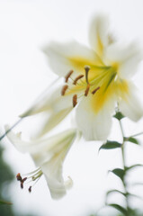 White lily regale Flower in motion. Lens baby shot