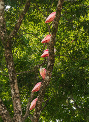 Large group of Pink Roseate Spoonbill birds perched on tree limb in Costa Rica in the Tortuguero National Park