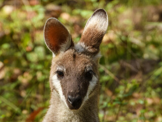 Whiptail Wallaby Pretty-faced Wallaby (Macropus parryi) in Australia