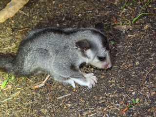 Baby Sugar Glider (Petaurus breviceps) in Australia