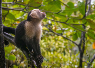 White-faced Capuchin Monkey looks into branches above in Tortuguero National Park in Costa Rica