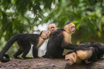 Close up of a family or group of white faced Capuchin Monkeys interacting with infant clinging to parent in Tortuguero National Park