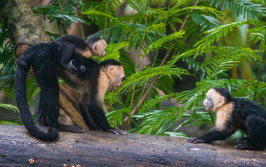 Close up of a family or group of white faced Capuchin Monkeys interacting with infant clinging to parent in Tortuguero National Park