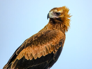Wedge-tailed Eagle (Aquila audax) in Australia