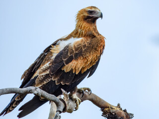 Wedge-tailed Eagle (Aquila audax) in Australia