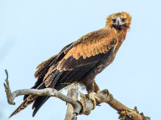 Wedge-tailed Eagle (Aquila audax) in Australia