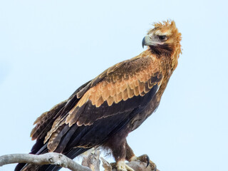 Wedge-tailed Eagle (Aquila audax) in Australia