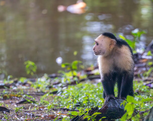 White-faced Capuchin Monkey by the river edge in Tortuguero National Park in Costa Rica