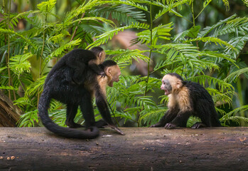 Close up of a family or group of white faced Capuchin Monkeys interacting with infant clinging to parent in Tortuguero National Park