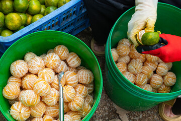 people making peeled mandarin segments