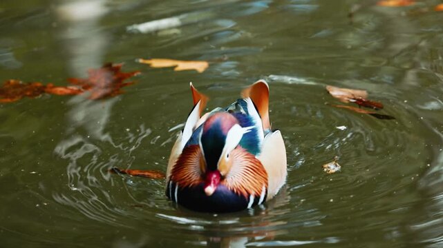 Colorful mandarin duck gracefully swims in tranquil water, showcasing vibrant plumage and rippling reflections, camera pans to capture dynamic movement and serene ambiance